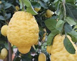 Bijora / Citron (બીજોરા)